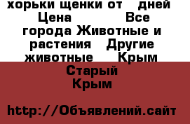 хорьки щенки от 35дней › Цена ­ 4 000 - Все города Животные и растения » Другие животные   . Крым,Старый Крым